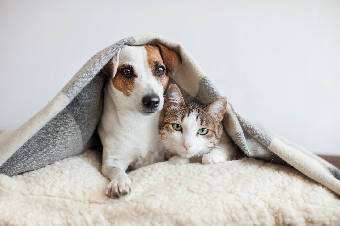 How to Reduce Pet Shedding at Home (Best Tools That Actually Work)