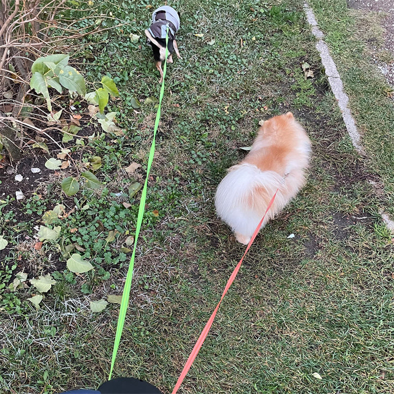 Two small dogs on retractable leashes walking on grass and sidewalk outdoors