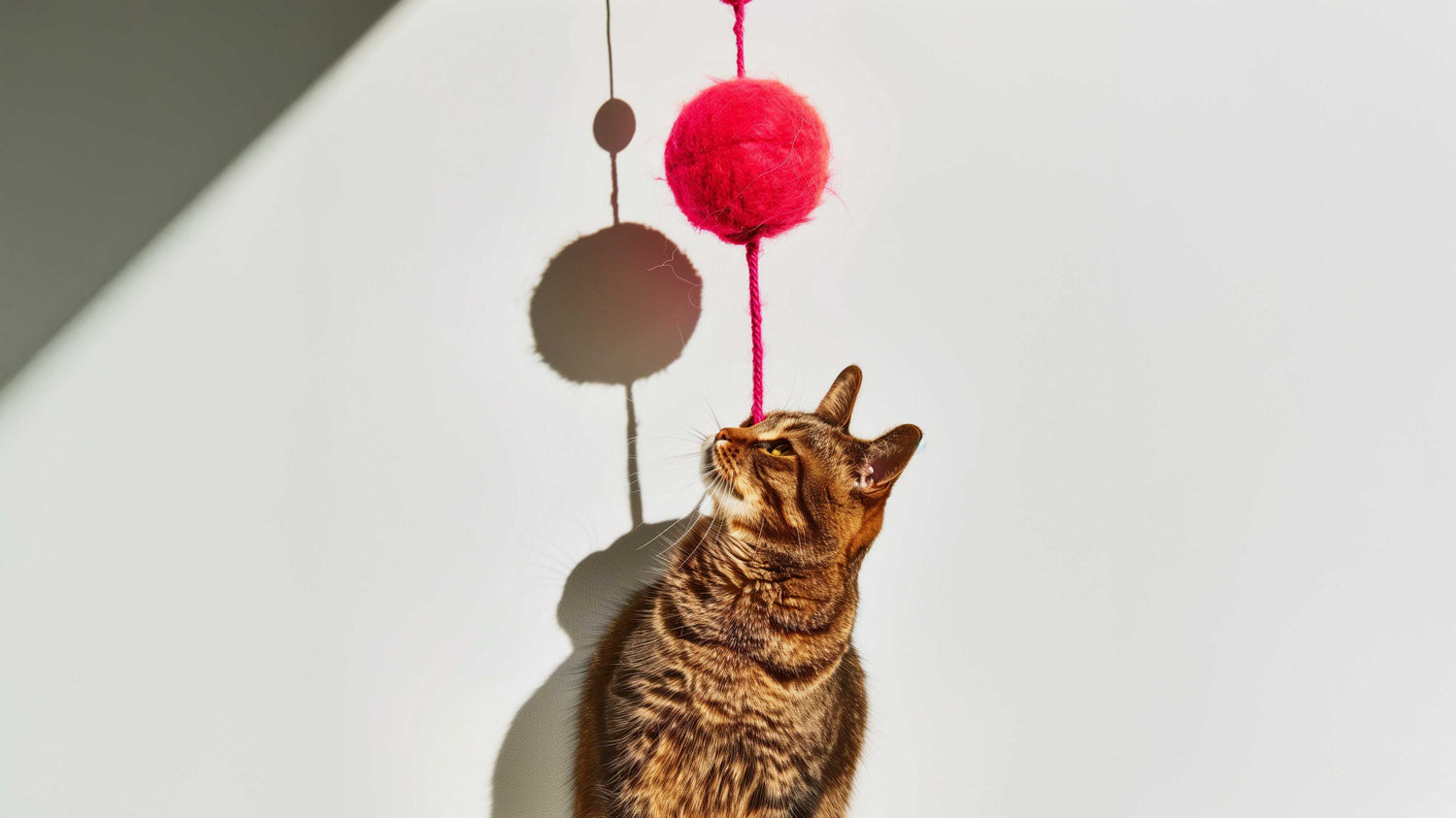 Tabby cat plays with hanging red yarn ball cat toy against a white background.