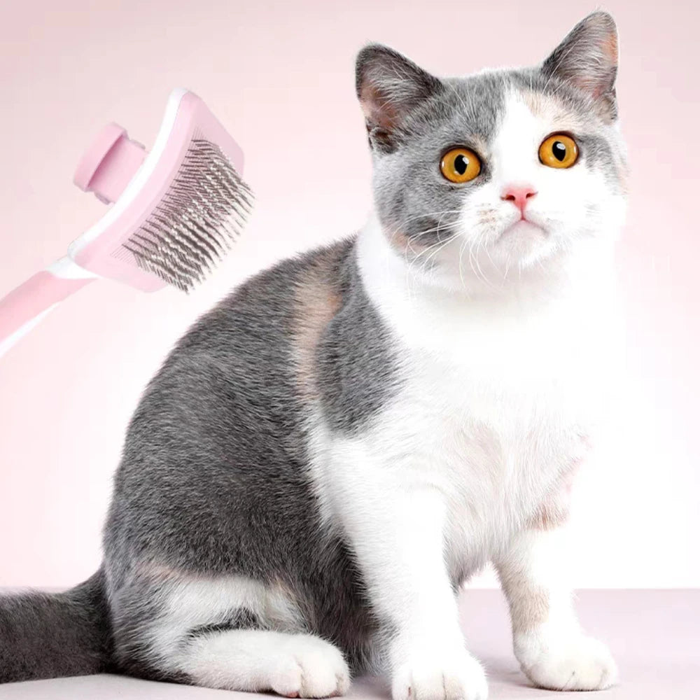 Gray and white cat with a pink pet grooming brush on a light background